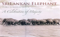 Sri Lankan Elephant